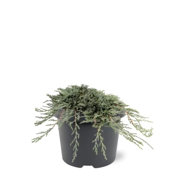 Lauko augalas horizontalusis kadagys, Ø19, 25 cm, lot. JUNIPERUS HORIZONTALIS ICEE BLUE'PBR