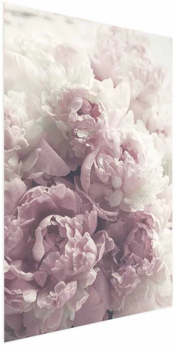 Artgeist Plakatas - Delicate Peonies