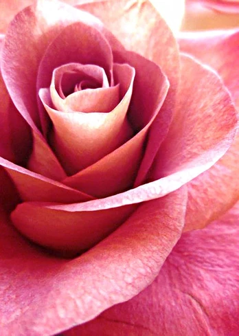 Deimantinis paveikslas Pink Rose WD019 27*38 cm