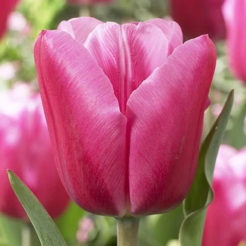 Pink Tulpė ‘Jumbo Rožinė’, 15 vnt.