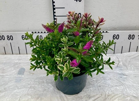 Dekoratyvinis krūmas, hebė, vazonėlio skersmuo 23 cm.