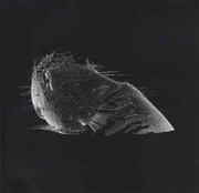DVD Coldplay - The Scientist