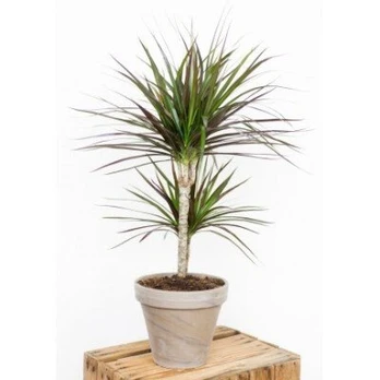 Dracaena marginata Magenta