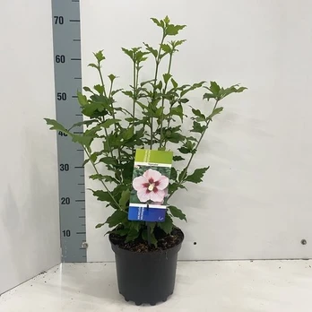 Daugiametė gėlė, kinrožė "Hamabo", vazonėlio skersmuo 19 cm.