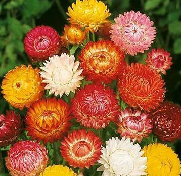 Lauko augalas šlamutis, Ø 10, 20 cm, lot. HELICHRYSUM