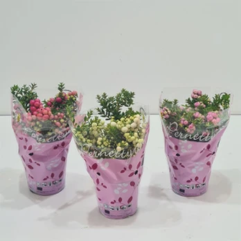 Vazoninis augalas spūglas, Ø 10,5, 15 cm, lot. PERNETTYA