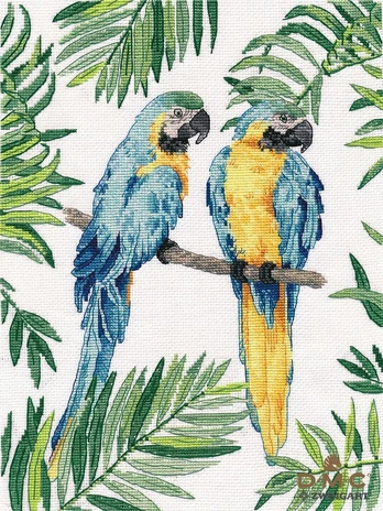 Blue-and-yellow macaw S1348