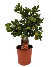 Vazoninis augalas puscitrinė, Ø 14, 35 cm, lot. CITROFORTUNELLA kaina
