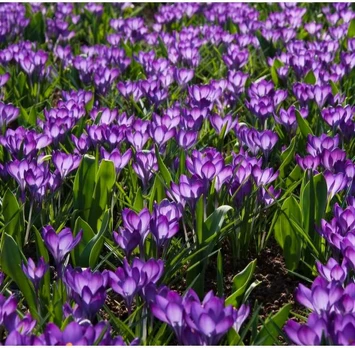 Krokai tommasinianus "Ruby Giant" - 1000 vnt.