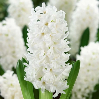 Hiacintas 'Aiolos’, 3 vnt.